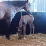 SHADOWVALLEYS IM TITANIUM - Filly out of RR Invite Me Anytime (Owner: Bev Rout of Australia)